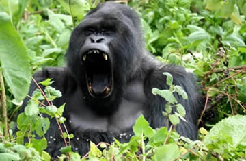 Gorilla tracking Africa