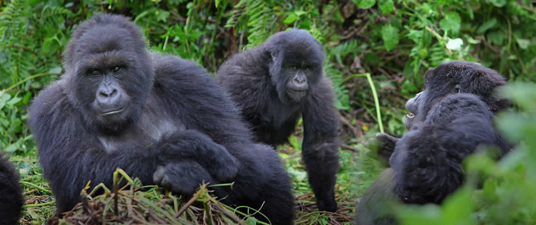 Rwanda Gorilla mountain tours