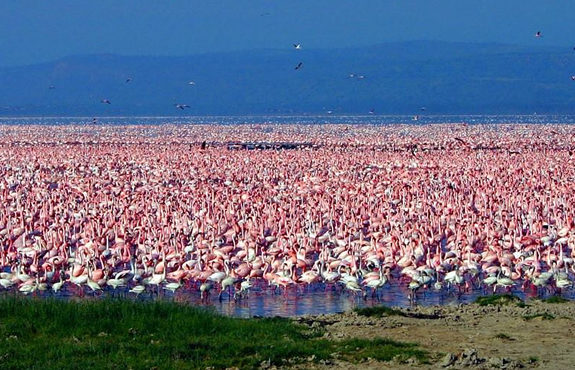 Lake Nakuru Flamingo Tours