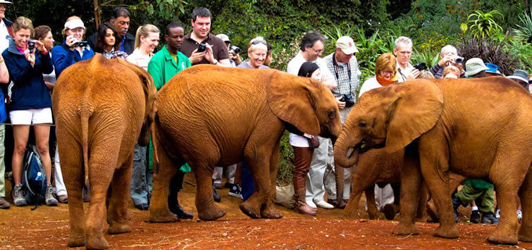 nairobi elephant orphanage