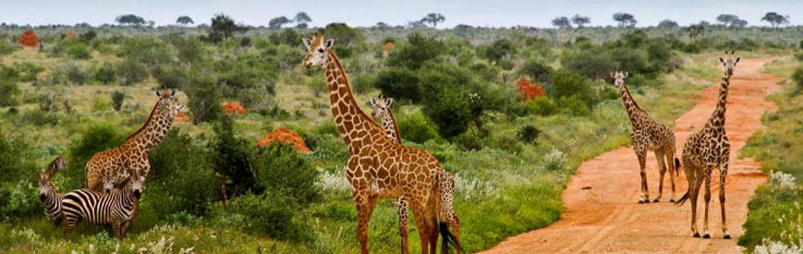 one day tsavo east safari