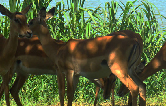 Impala Sanctuary Kisumu