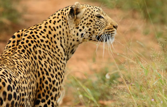 Leopard on Masai Mara Safari from Mombasa