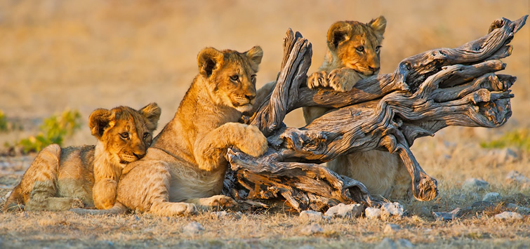 african lion cubs