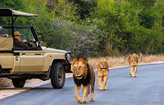 15 Days South Africa Grand Safari