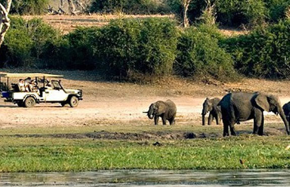 Elephant Safaris in Kruger park