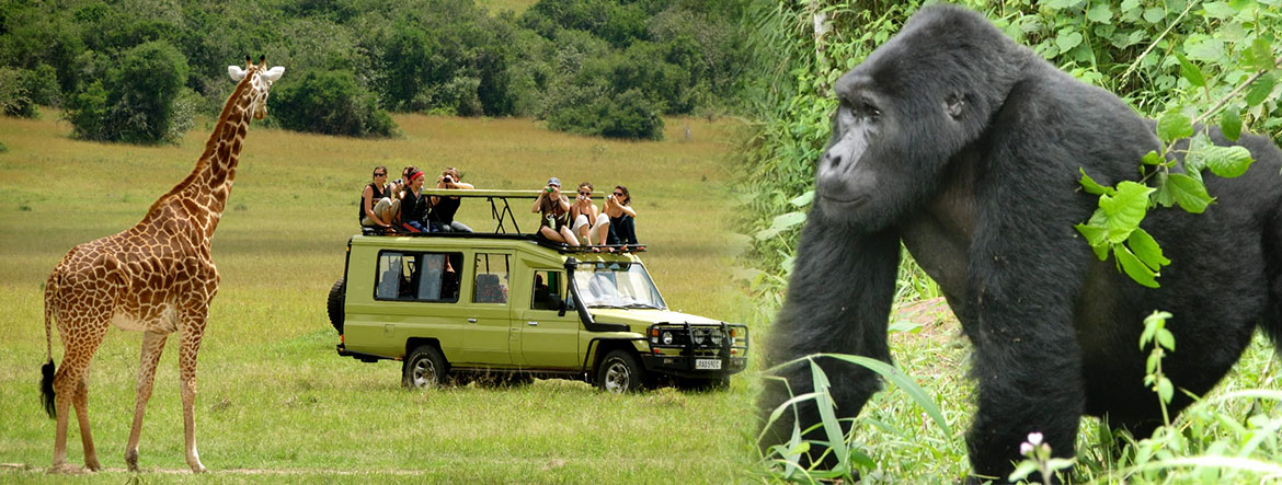 south africa gorilla tours