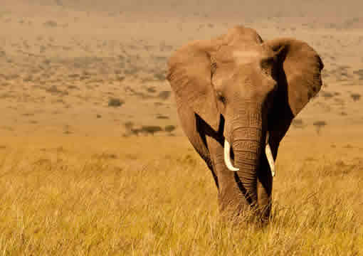 masai mara elephant
