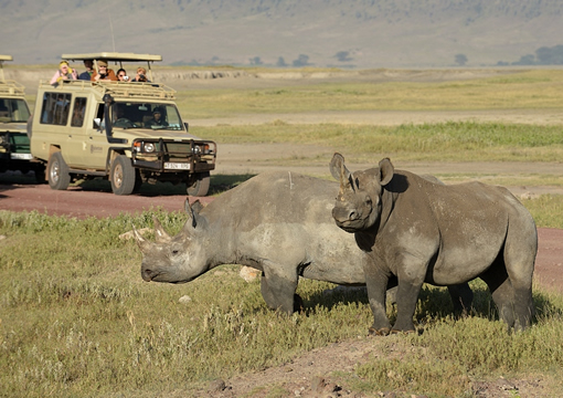 Tanzania ngorongoro safari