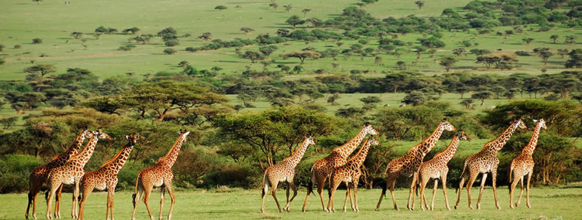 kenya masai mara safaris