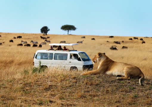 masai mara safari from Kisumu