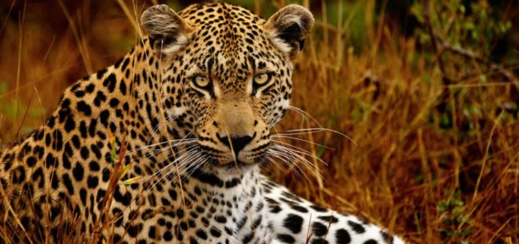 Leopard Safaris in Africa