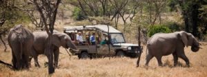 African Vacation Safari Game Drives