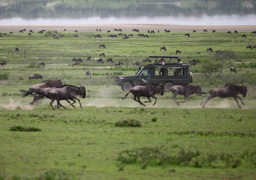 kenya tanzania migration safari