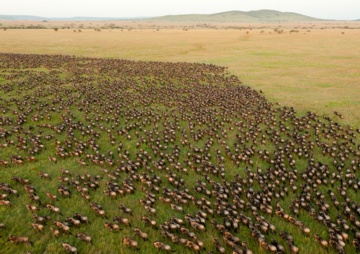 serengeti masai Mara migration safari