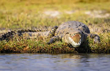 crocodiles on safari