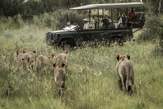 photography from open safari vehicles