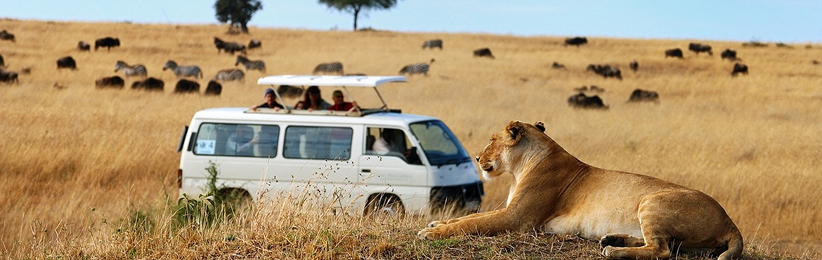 Safaris on Mini Vans