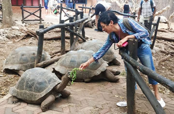 Giant Tortoise of Zanzibar Prison Island Tour