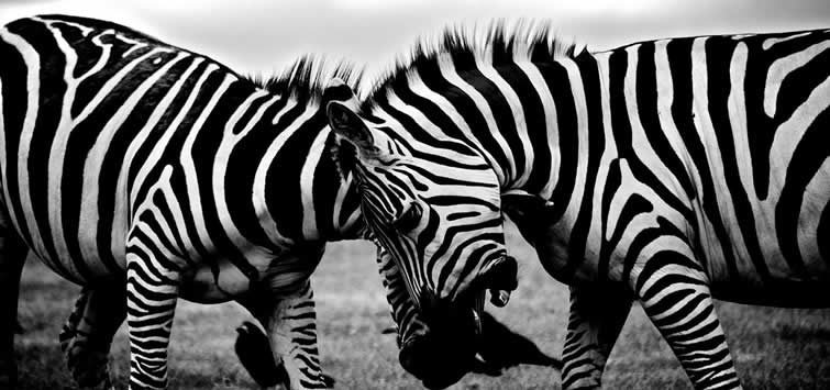 zebra on safari