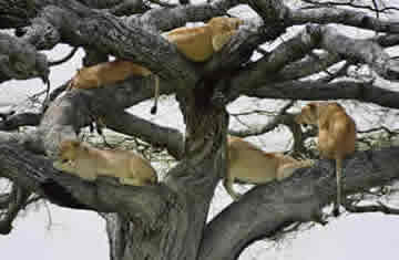 Lake Manyara tree climbing lions