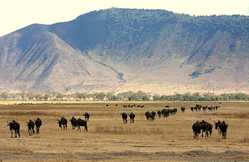 Safaris at Ngorongoro