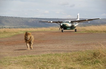 fly in safaris to masai mara