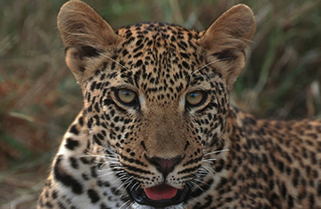Leopard safaris amboseli