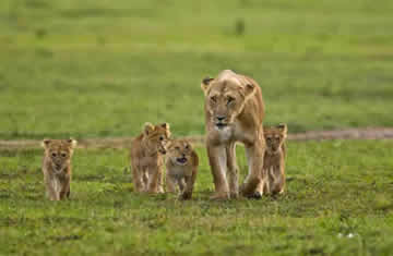 lion and cubs