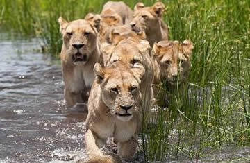 lions at mara kenya
