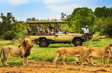 Safaris in Masai Mara open side jeep