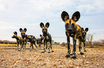 wild dogs at Selous Reserve