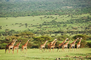 masai mara safaris from Kisumu
