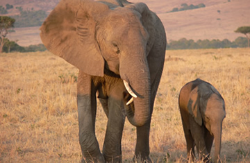 elephant safaris