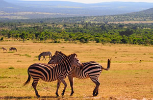 africa multi country safari