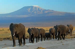 amboseli elephants