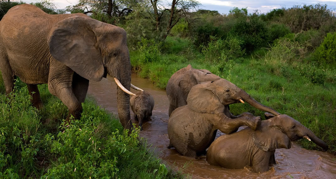 bountiful safaris masai mara