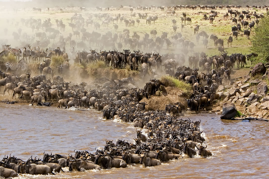 masai mara migration river crossing