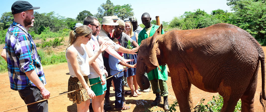Elephant Orphanage Nairobi