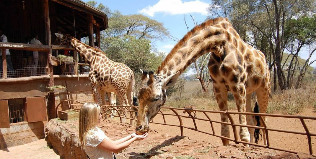 Giraffe Centre visit with Kids