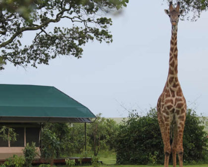 Governors Camp Masai Mara