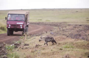 Mara Engai game drives