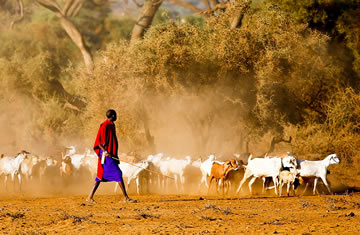 masai herds man mara engai safari