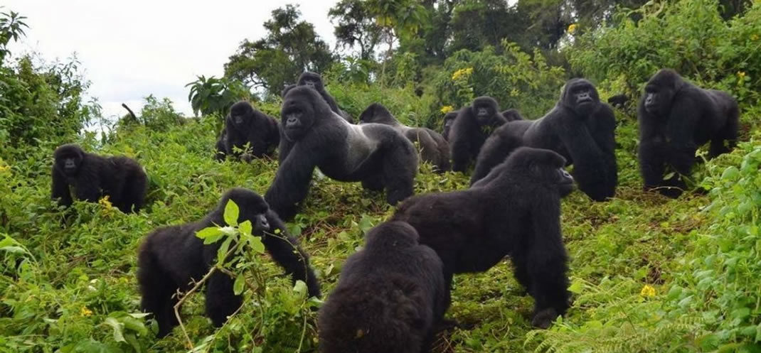 Gorilla trekking fees 2021