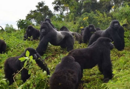 Gorilla trekking fees 2021