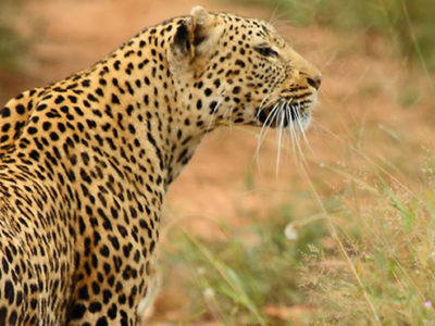 Egypt tours and Africa Safaris