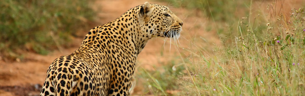 Leopard on Kenya Tanzania Safari