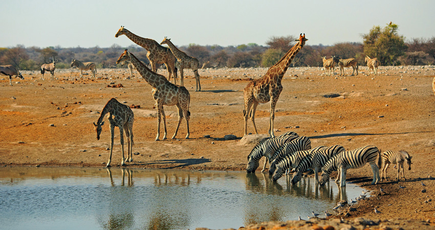 Wild Life Water Hole dry season