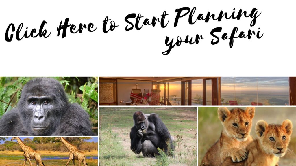 Plan your gorilla trips here