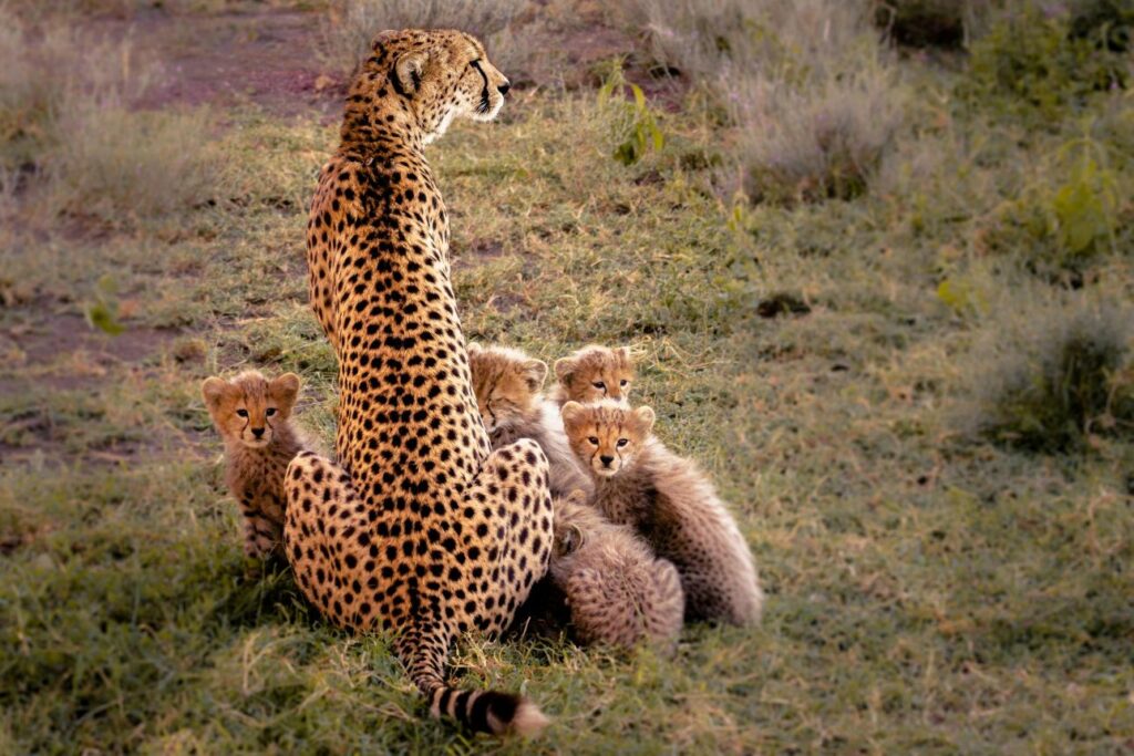 Africa Family Safari